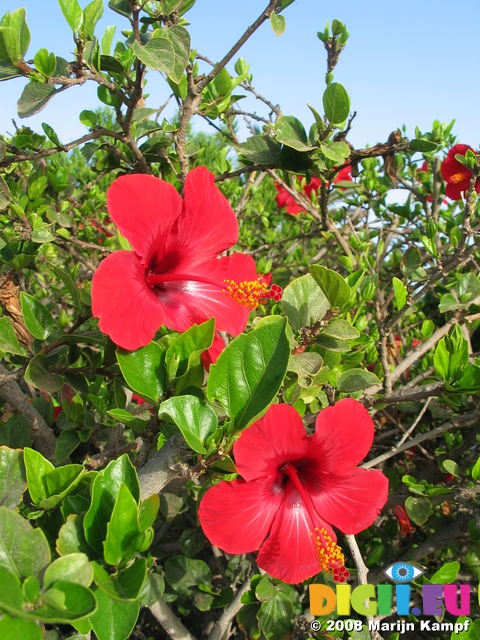 27678 Red hibiscus flowers